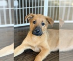 Small German Shepherd Dog Mix