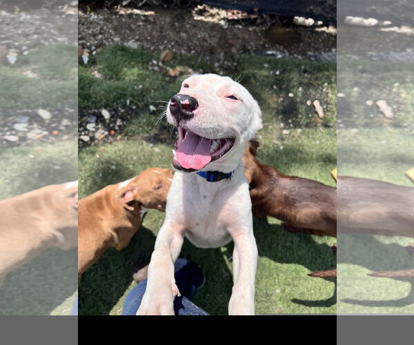 Medium Photo #3 American Bulldog-Staffordshire Bull Terrier Mix Puppy For Sale in Tracy City, TN, USA