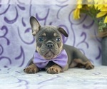 Small #1 French Bulldog