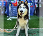 Small #2 Siberian Husky