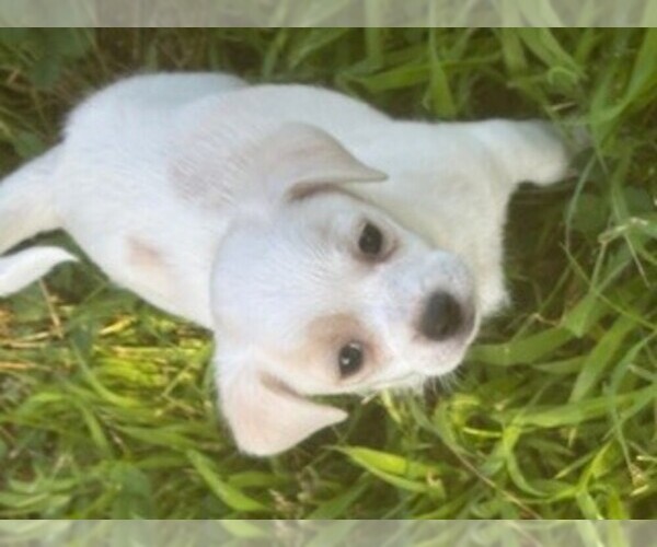 Medium Photo #1 Chihuahua Puppy For Sale in COUNCIL BLUFFS, IA, USA