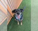 Small #2 Rottweiler Mix