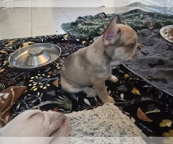 Medium Photo #5 French Bulldog Puppy For Sale in CHINO HILLS, CA, USA