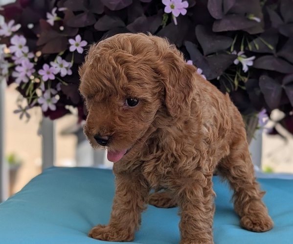 Medium Photo #24 Poodle (Toy) Puppy For Sale in GOSHEN, IN, USA