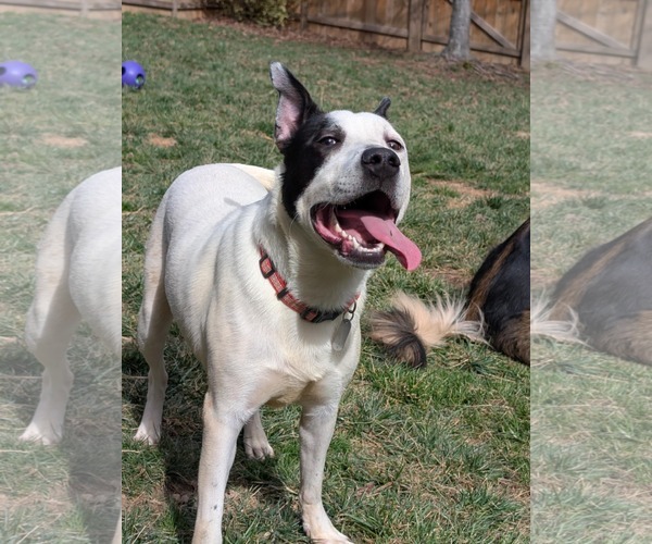 Medium Photo #10 Mutt Puppy For Sale in Holly Springs, NC, USA