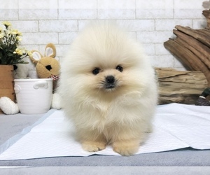 Pomeranian Puppy for sale in CHICAGO, IL, USA