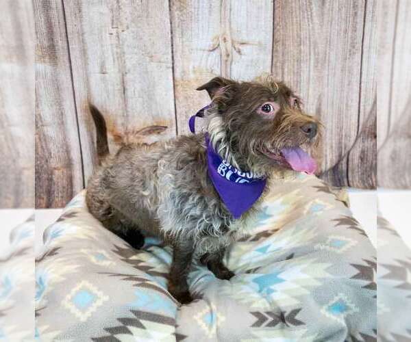 Medium Photo #3 Mutt Puppy For Sale in Kennesaw, GA, USA