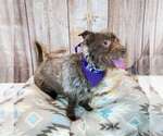 Small #2 Mutt