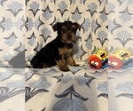 Litter of 4 - Male(s) and Female(s) Yorkshire TerrierLitter of Puppies for Sale - Photo #5