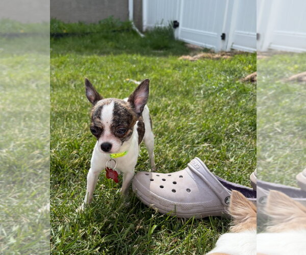 Medium Photo #3 Chihuahua-Unknown Mix Puppy For Sale in Grafton, WI, USA