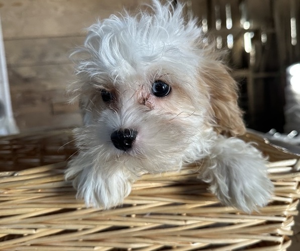 Medium Photo #4 Cavapoo Puppy For Sale in ATHENS, WI, USA