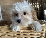 Small #3 Cavapoo