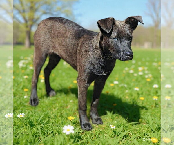 Medium Photo #7 Catahoula Leopard Dog-Unknown Mix Puppy For Sale in Talladega, AL, USA
