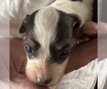 Small #4 Dachshund