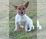 Small Jack Russell Terrier Mix