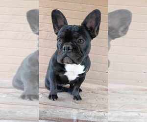 French Bulldog Puppy for sale in TUCSON, AZ, USA