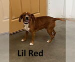 Small Beagle Mix