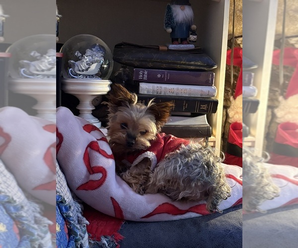 Medium Photo #1 Yorkshire Terrier Puppy For Sale in PRUNEDALE, CA, USA