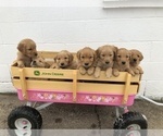 Small Photo #1 Golden Retriever Puppy For Sale in KIMBALL, MN, USA