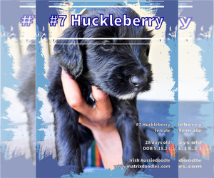 F2 Aussiedoodle-Irish Doodle Mix Puppy for sale in SACRAMENTO, CA, USA