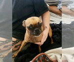 Monroe - Female Chug Dog for Adoption - Small photo