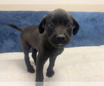Small Labrador Retriever