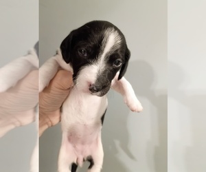 Dachshund Puppy for sale in OHATCHEE, AL, USA