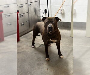 Mutt Dogs for adoption in Forestville, MD, USA