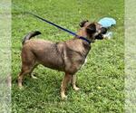 Small #3 Mutt