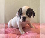 Small #4 French Bulldog