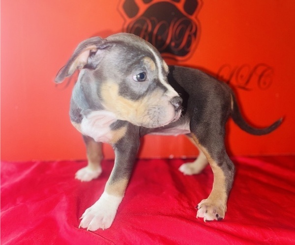 Medium Photo #2 American Bully Puppy For Sale in TRENTON, NJ, USA
