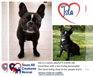 Faux Frenchbo Bulldog Dogs for adoption in Lillian, TX, USA
