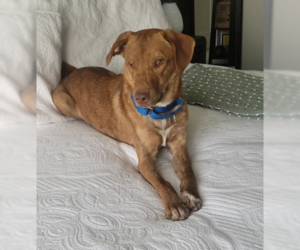 Labrador Retriever-Unknown Mix Dogs for adoption in Brooklyn Center, MN, USA