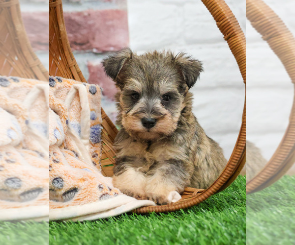 Medium Photo #15 Schnauzer (Miniature) Puppy For Sale in SYRACUSE, IN, USA