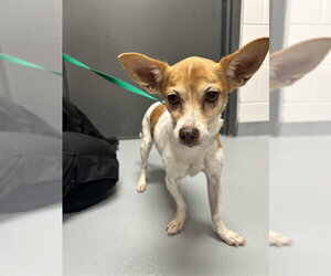 Chihuahua Dogs for adoption in St. Cloud, FL, USA