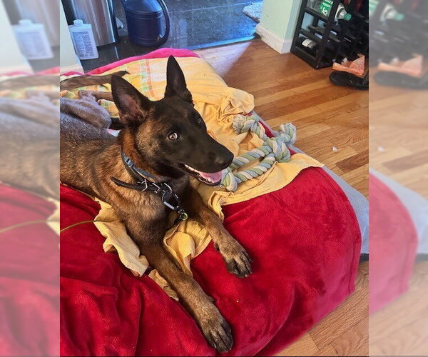 Medium Photo #4 Mutt Puppy For Sale in Imlay City, MI, USA