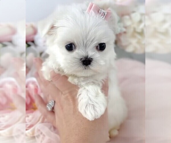 Medium Photo #4 Maltese Puppy For Sale in DELTONA, FL, USA