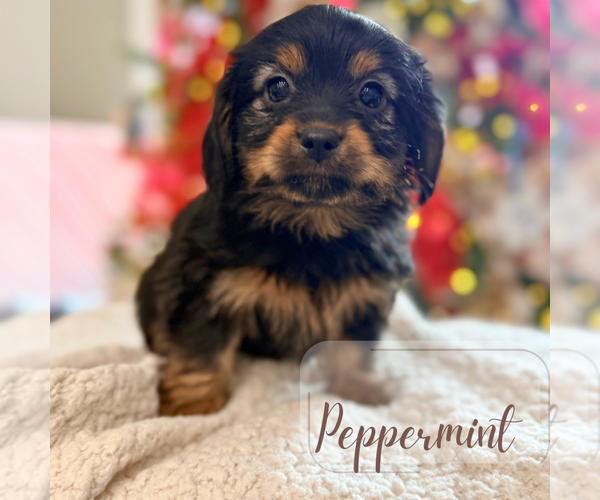 Medium Photo #1 Dachshund Puppy For Sale in ADDISON, IL, USA