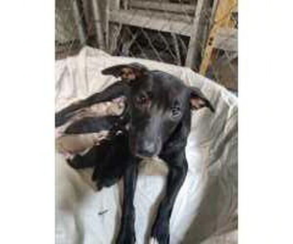 Medium Photo #1 Boxer-Unknown Mix Puppy For Sale in Royal Palm Beach, FL, USA