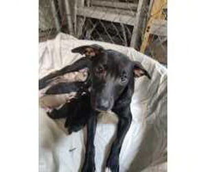 Boxer-Unknown Mix Dogs for adoption in Royal Palm Beach, FL, USA