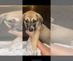 Puppy 2 Alaskan Husky-Presa Canario Mix