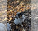 Small Photo #41 Australian Cattle Dog Puppy For Sale in OREGON HOUSE, CA, USA