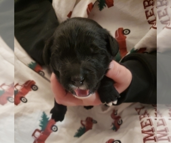 Medium Photo #2 F2 Aussiedoodle Puppy For Sale in WOODFORD, WI, USA
