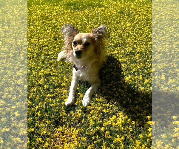 Medium Photo #2 Chion Puppy For Sale in Phoenix, AZ, USA