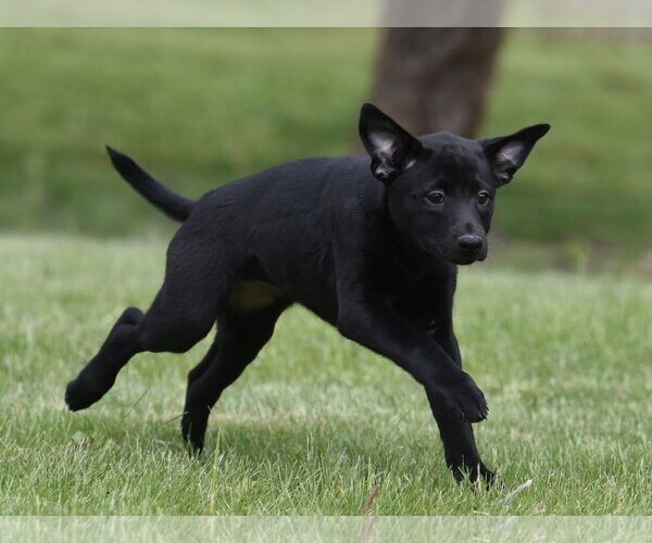 Medium Photo #10 Borador Puppy For Sale in Mechanicsburg, PA, USA