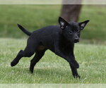 Small #9 Borador