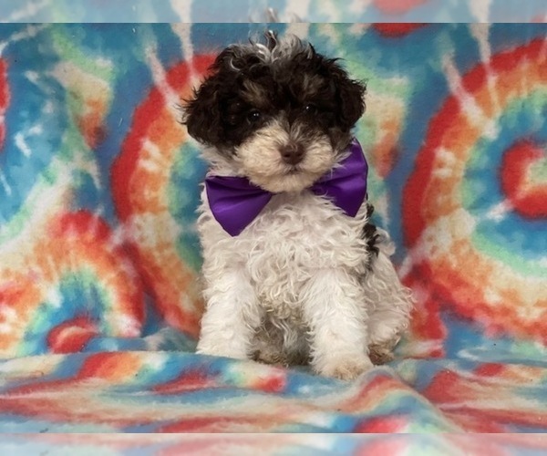 Medium Photo #3 Poodle (Miniature) Puppy For Sale in LANCASTER, PA, USA
