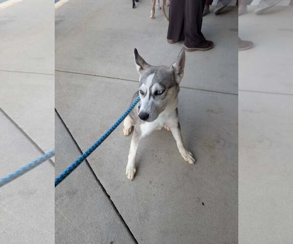 Medium Photo #12 Siberian Husky-Unknown Mix Puppy For Sale in Holly Springs, NC, USA