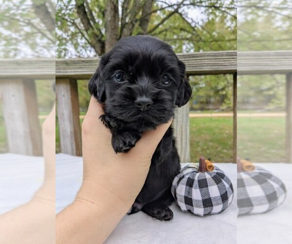 Medium Photo #6 Cock-A-Poo Puppy For Sale in SALEM, MO, USA