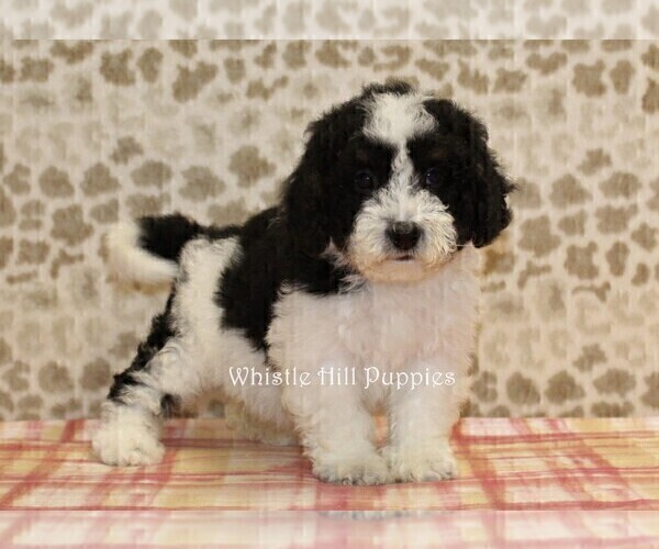 Medium Photo #2 Miniature Bernedoodle Puppy For Sale in DENVER, PA, USA